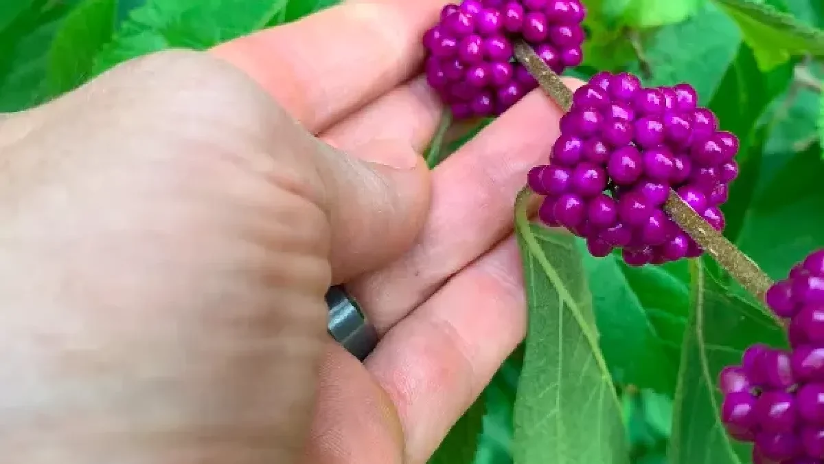 are beauty berries poisonous