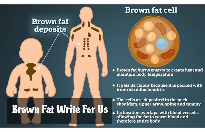Brown Fat Write For Us